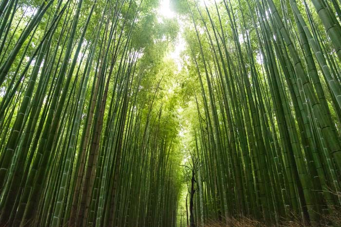 “Direttiva Greenwashing” in vigore, tutto parte dalla definizione di “certificazione”