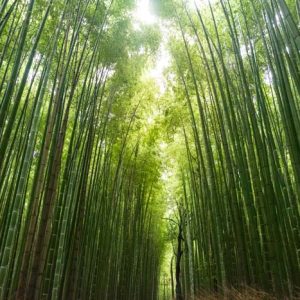 “Direttiva Greenwashing” in vigore, tutto parte dalla definizione di “certificazione”